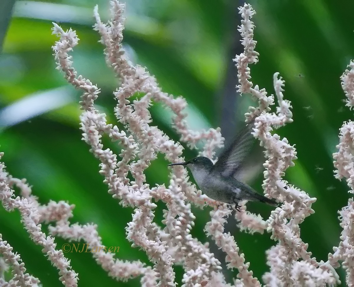 Antillean Crested Hummingbird - Niels  Larsen