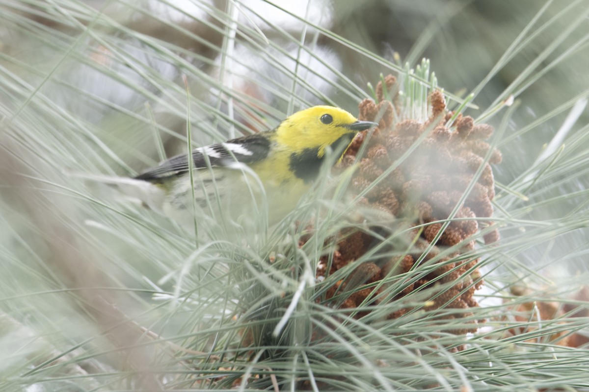 Townsend's x Hermit Warbler (hybrid) - ML618445624