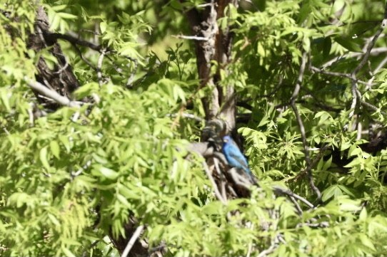 Indigo Bunting - ML618445658