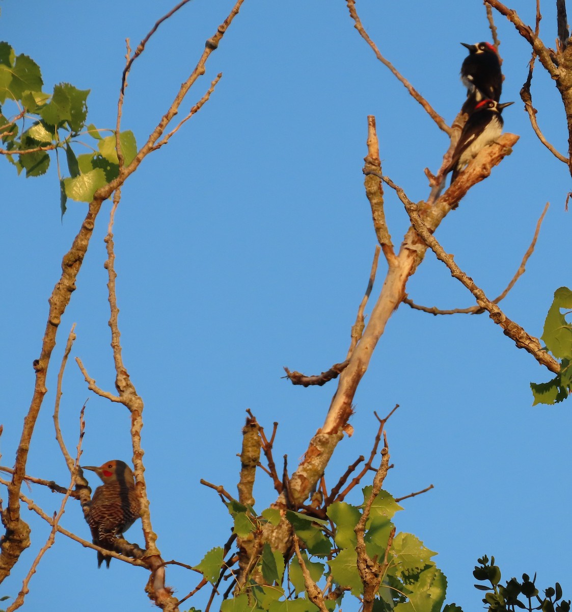 Northern Flicker - ML618445671