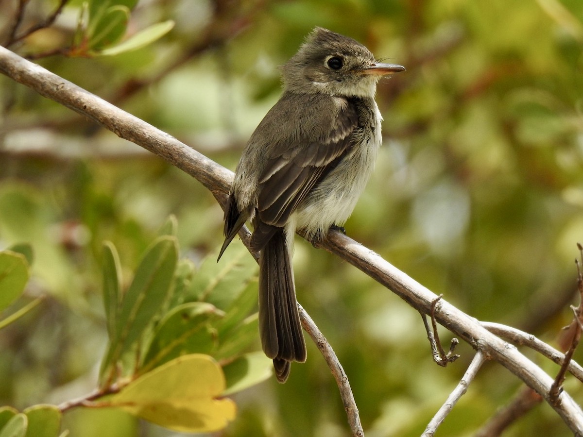 Cuban Pewee - Ariel Dunham