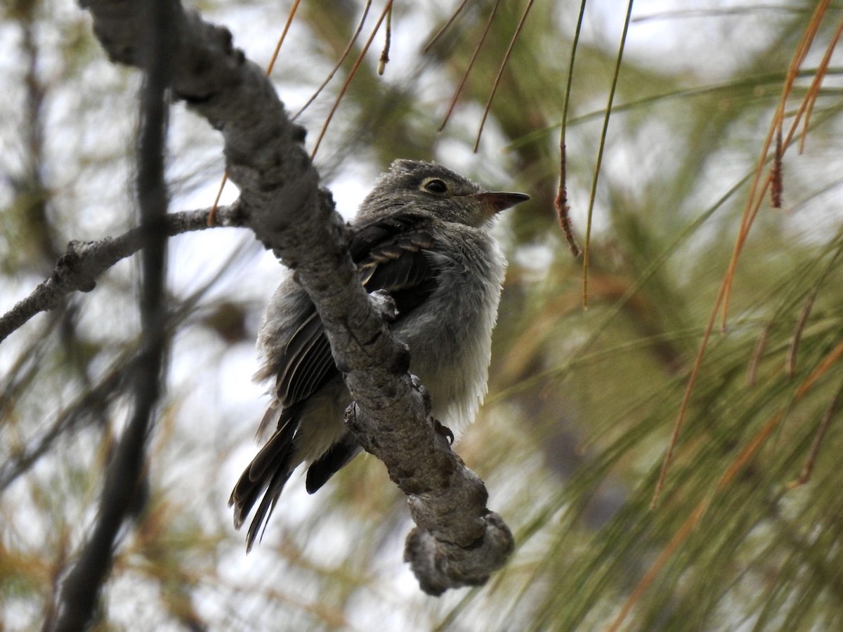 Cuban Pewee - Ariel Dunham