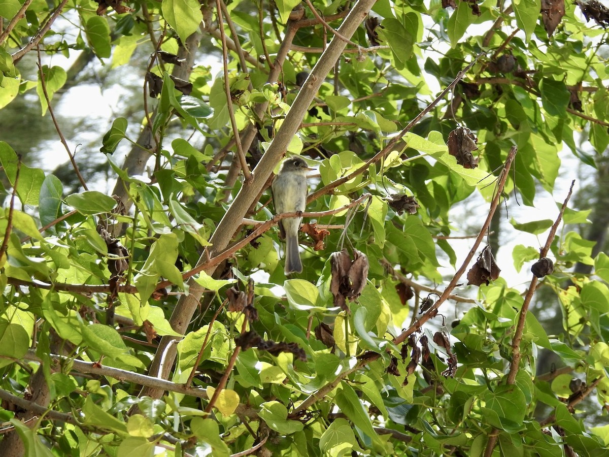 Cuban Pewee - Ariel Dunham