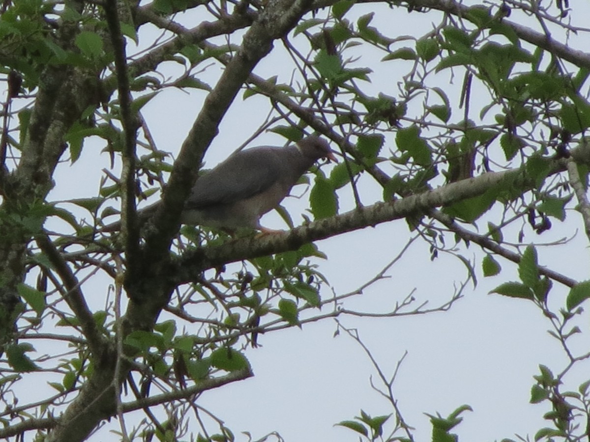 Band-tailed Pigeon - Philip Wright