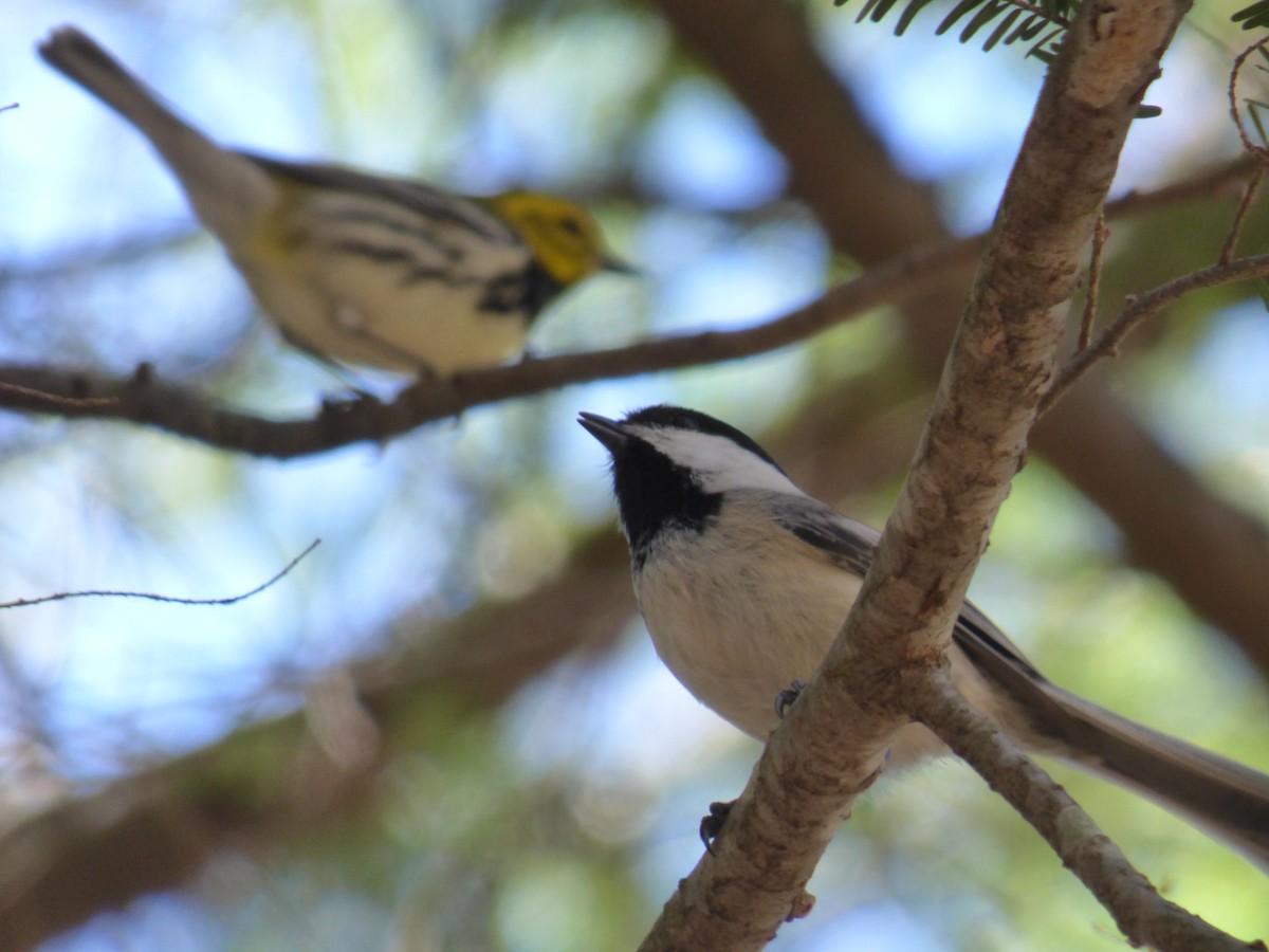 Black-capped Chickadee - ML618445710