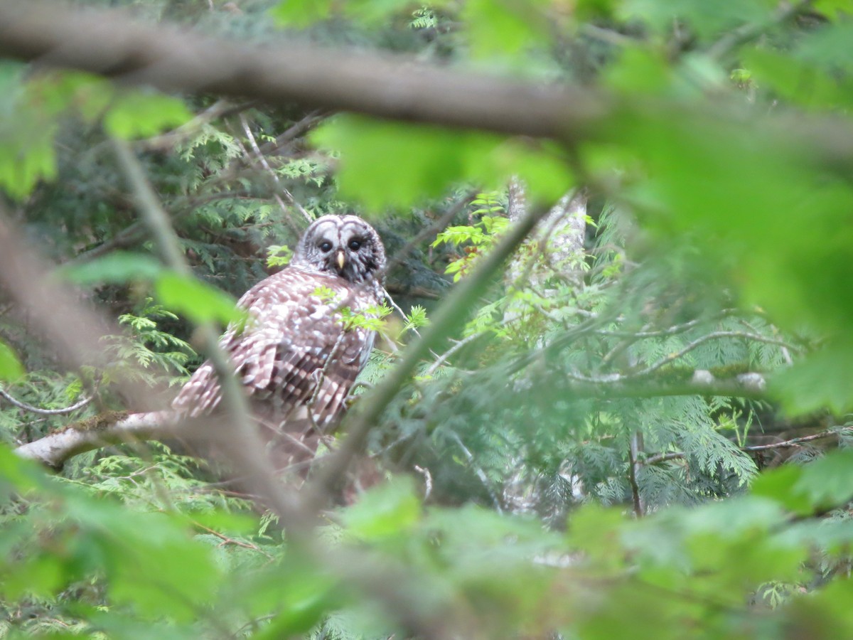 Barred Owl - ML618445735