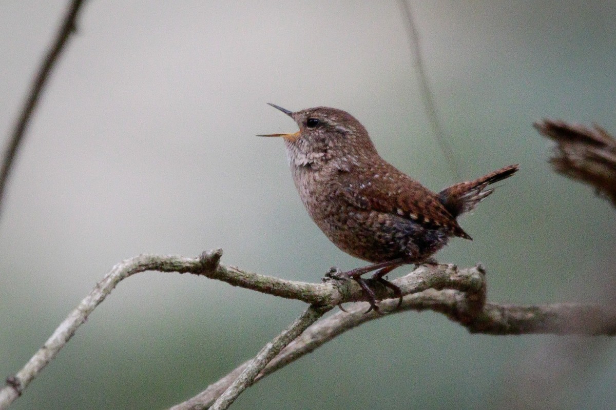 Winter Wren - Catherine Holland