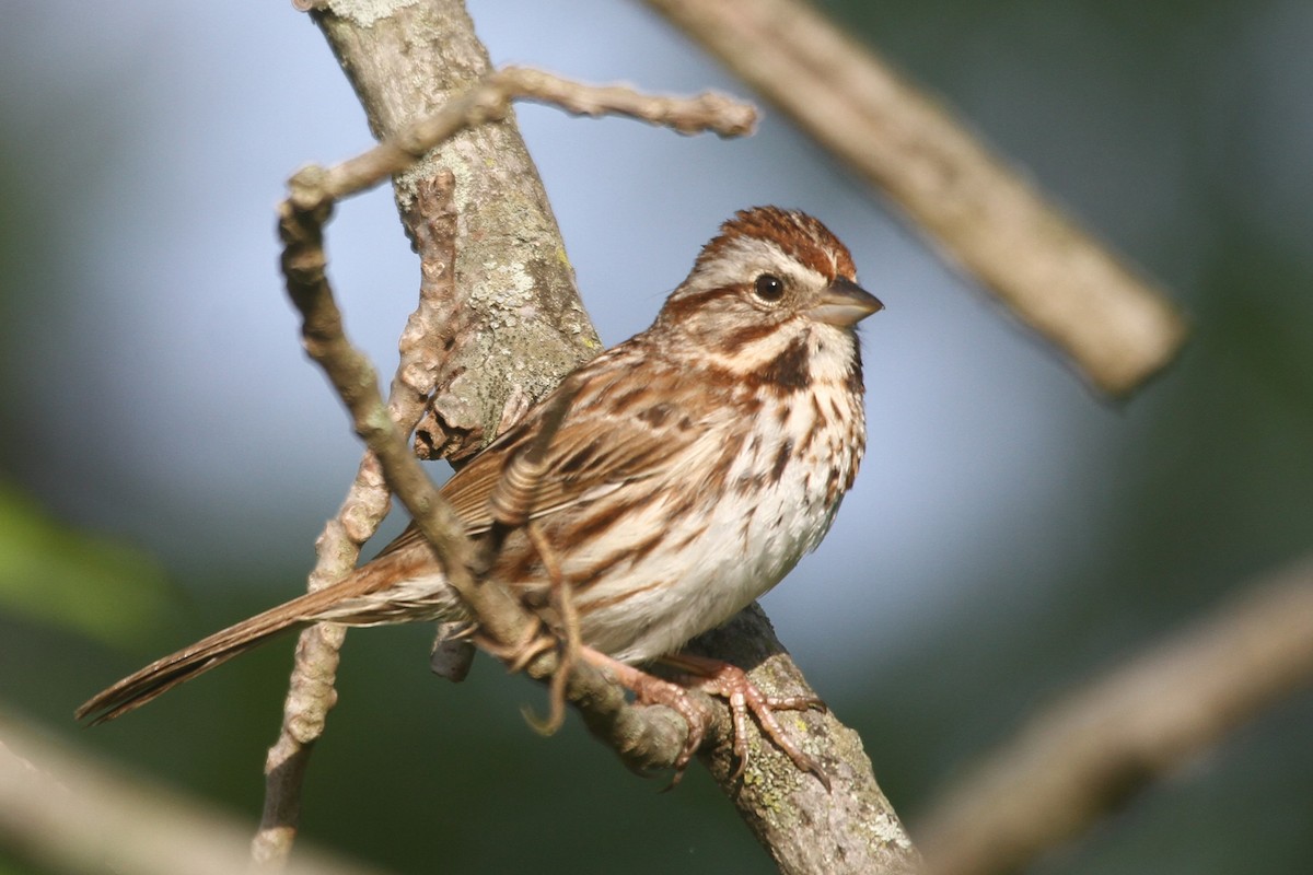 Song Sparrow - ML618445790