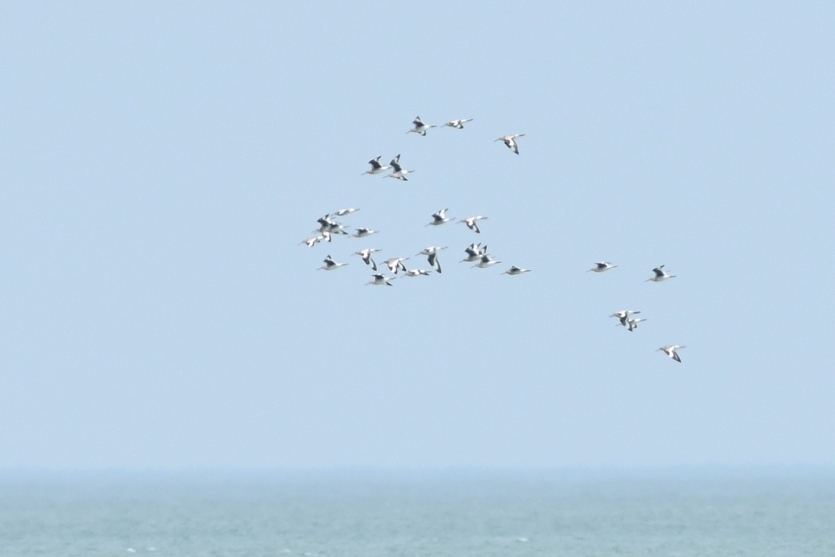 Willet - ML618445876
