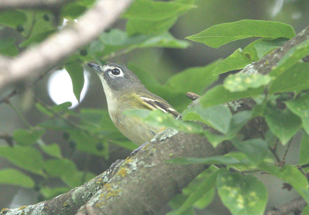 Blue-headed Vireo - ML618445880