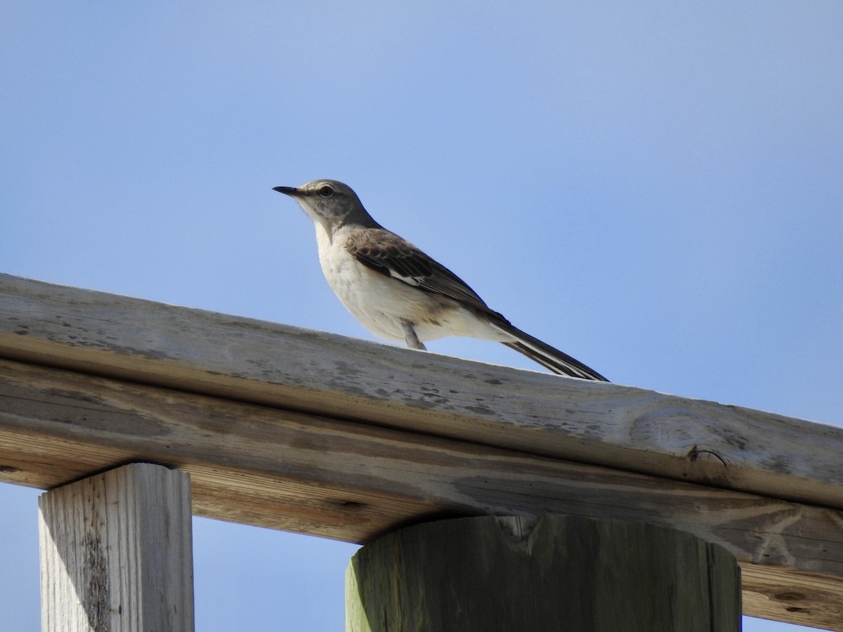 Northern Mockingbird - ML618445892