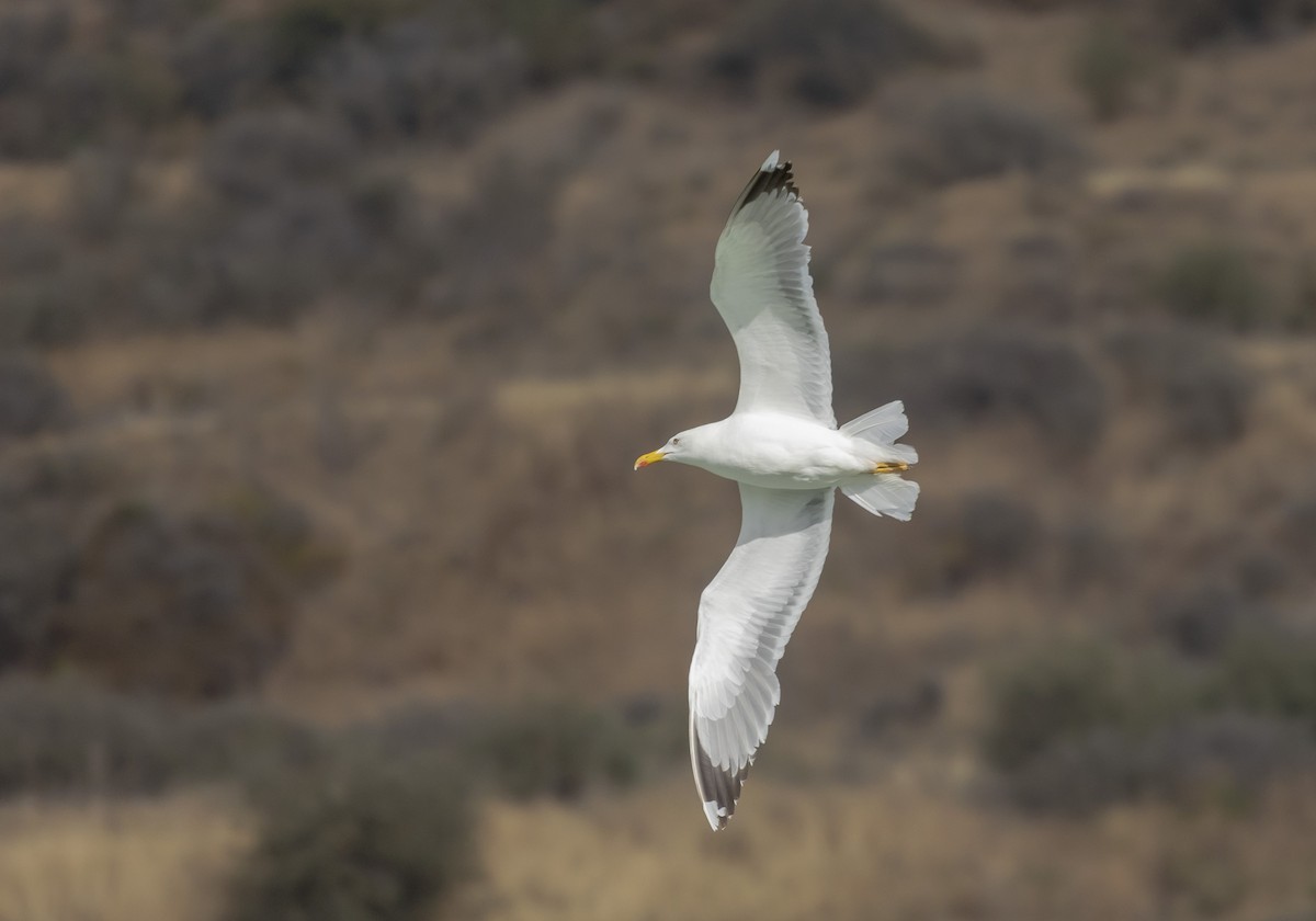 Yellow-legged Gull - ML618445899