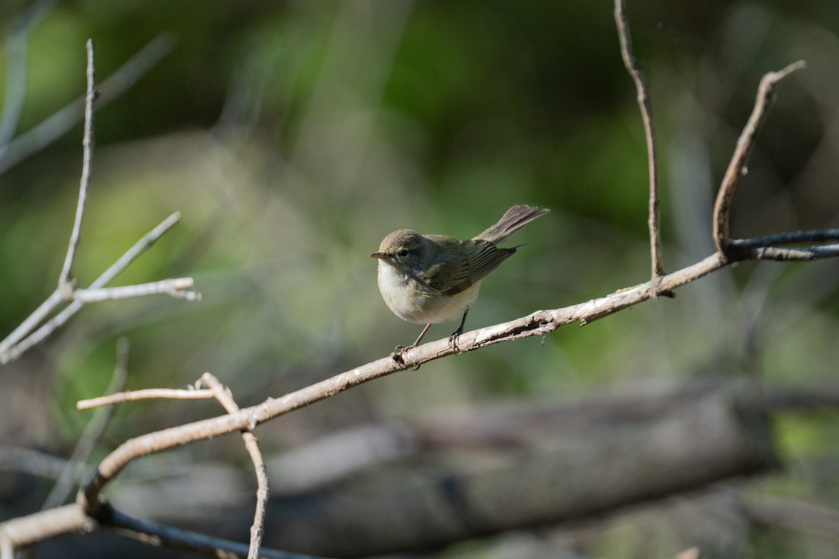 Common Chiffchaff - Кристина Толстых