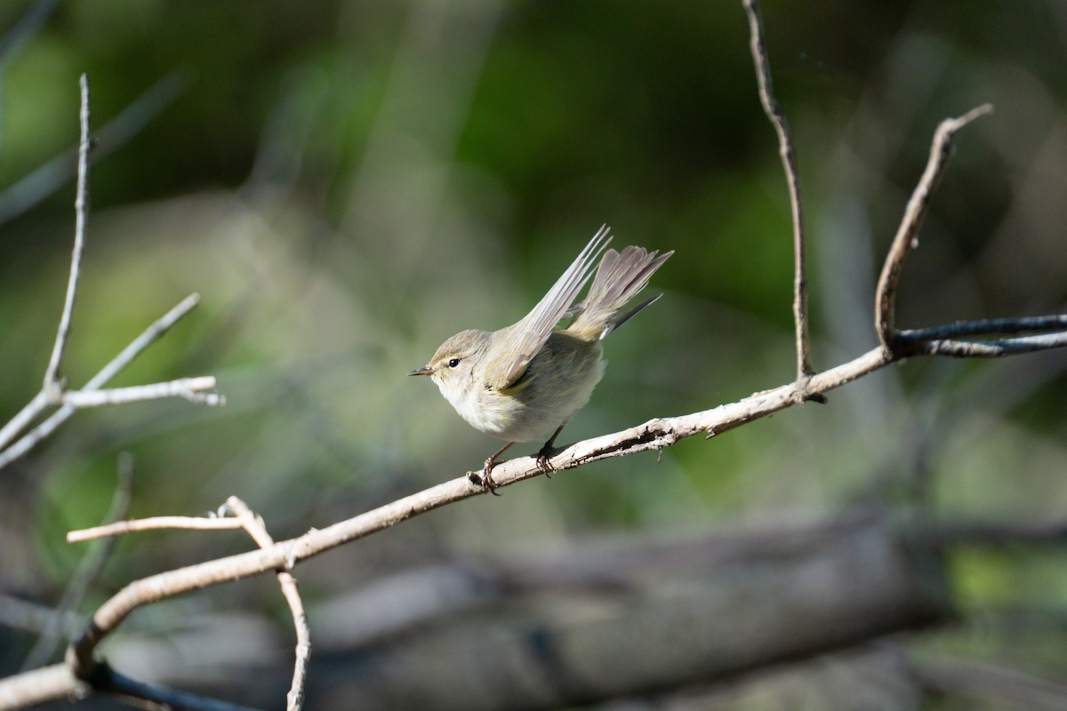 Common Chiffchaff - Кристина Толстых