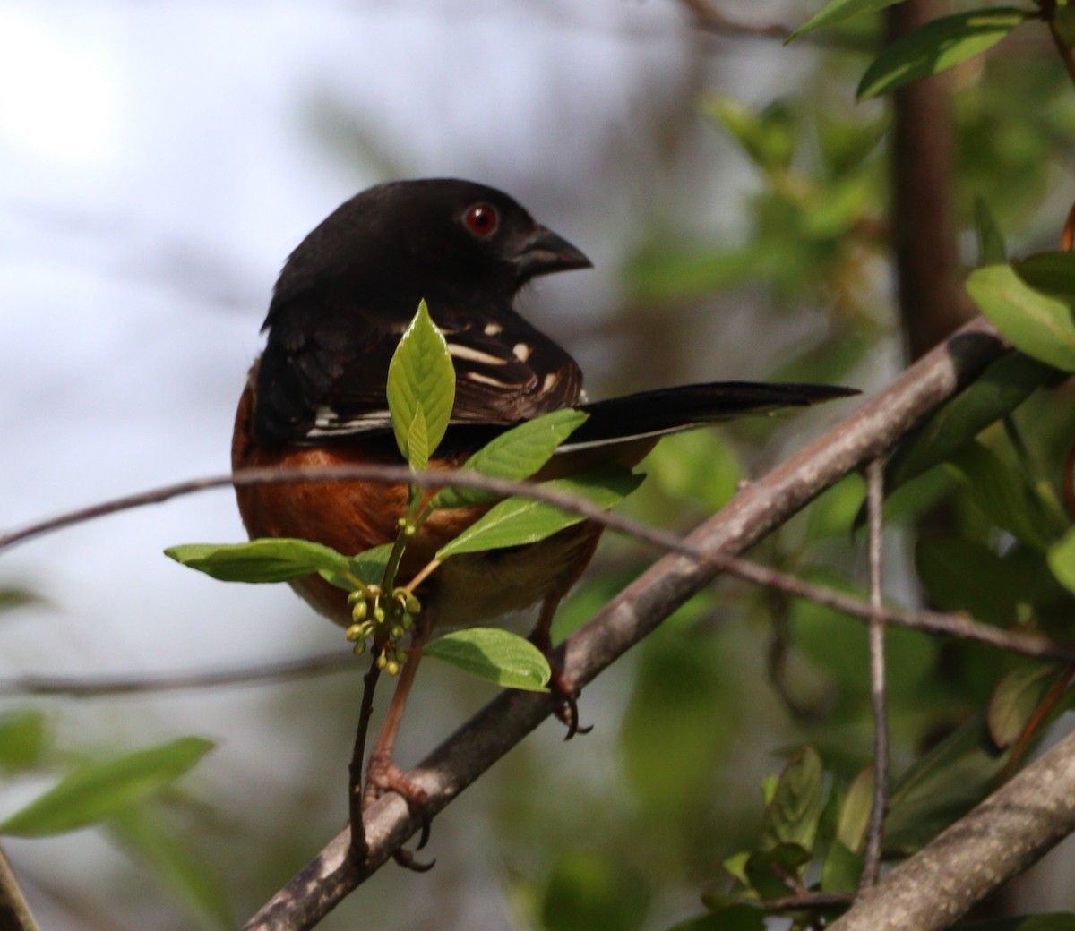 Eastern Towhee - ML618445926