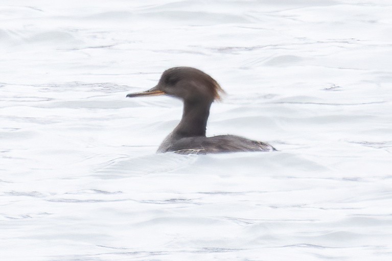 Hooded Merganser - ML618445957