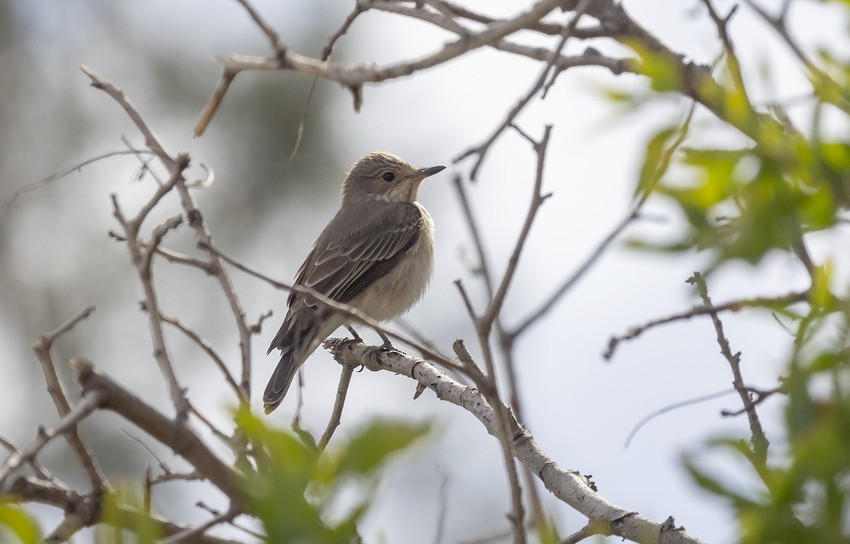 Spotted Flycatcher - ML618445983