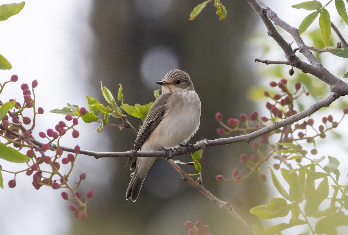 Spotted Flycatcher - ML618445985