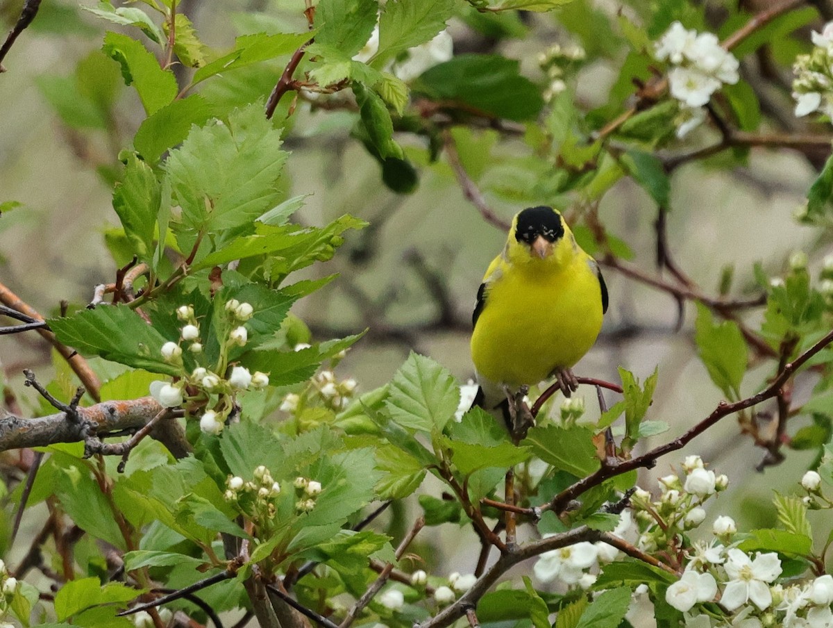 American Goldfinch - ML618446026