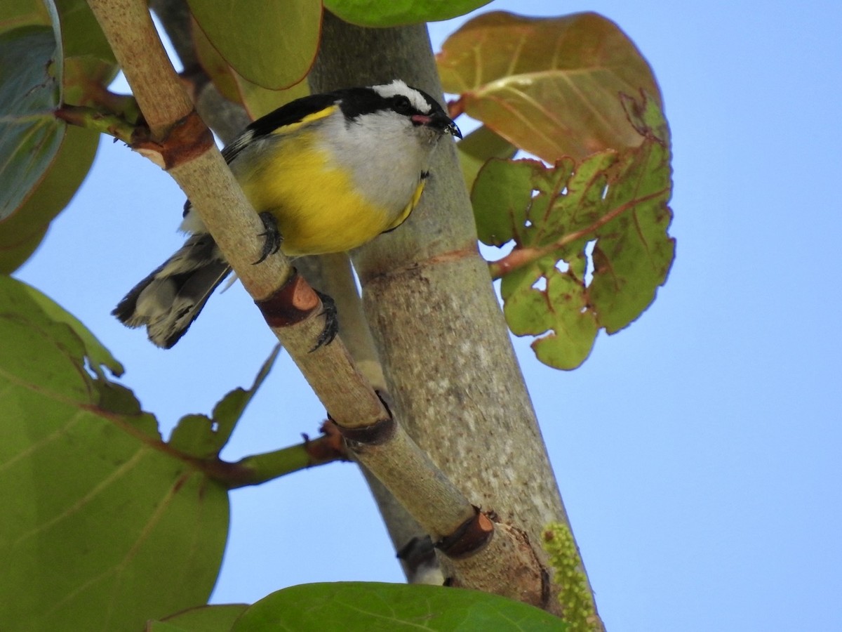 Sucrier à ventre jaune - ML618446040