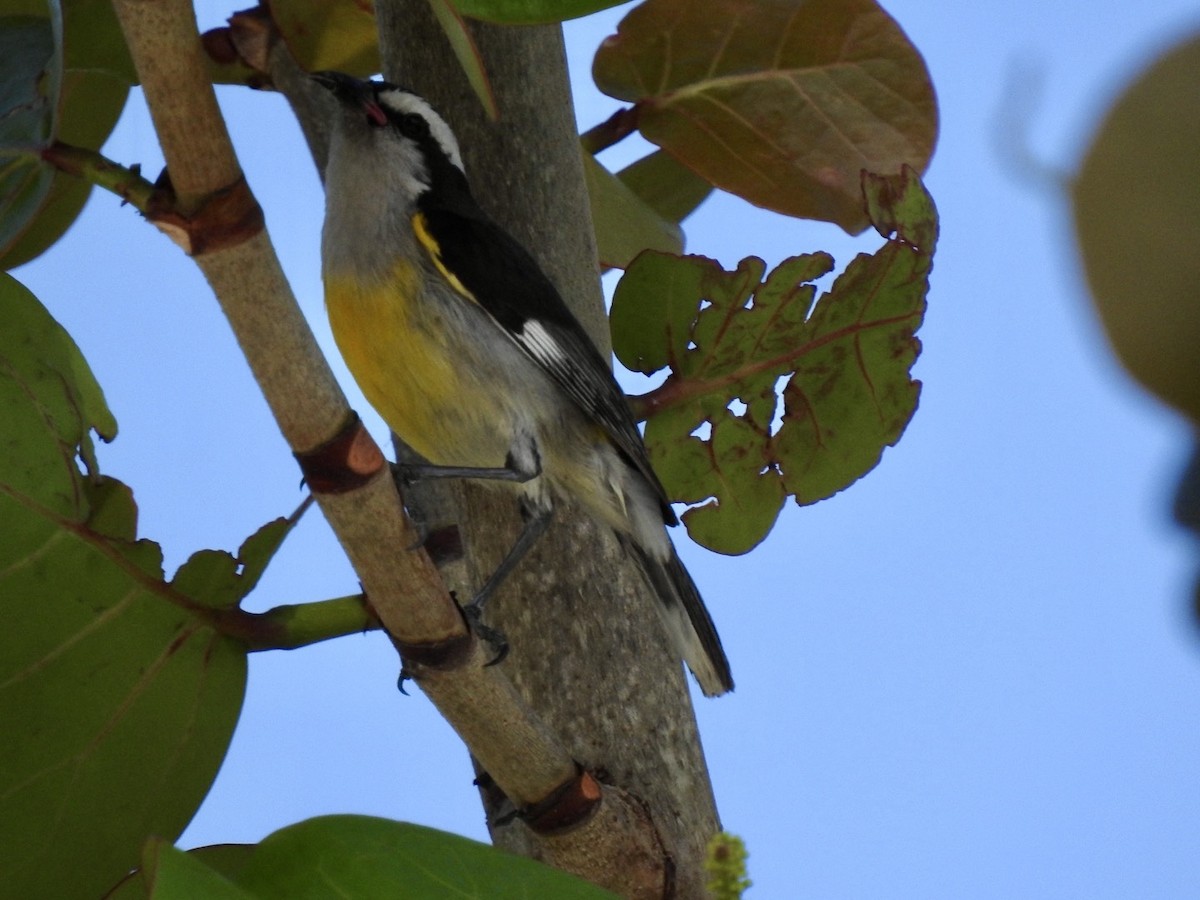 Sucrier à ventre jaune - ML618446041