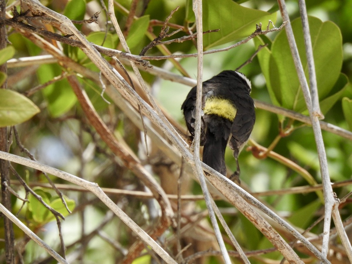 Bananaquit - ML618446044