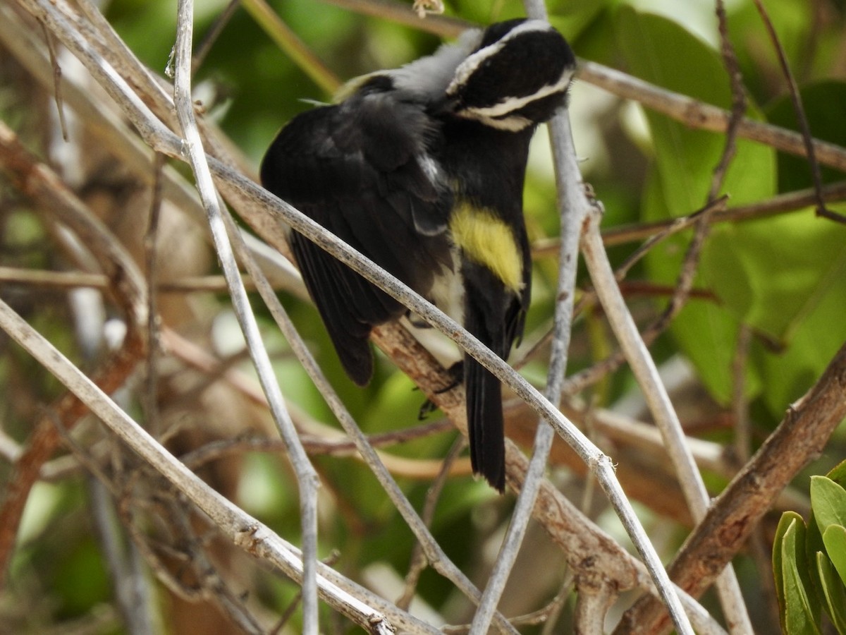 Bananaquit - ML618446046