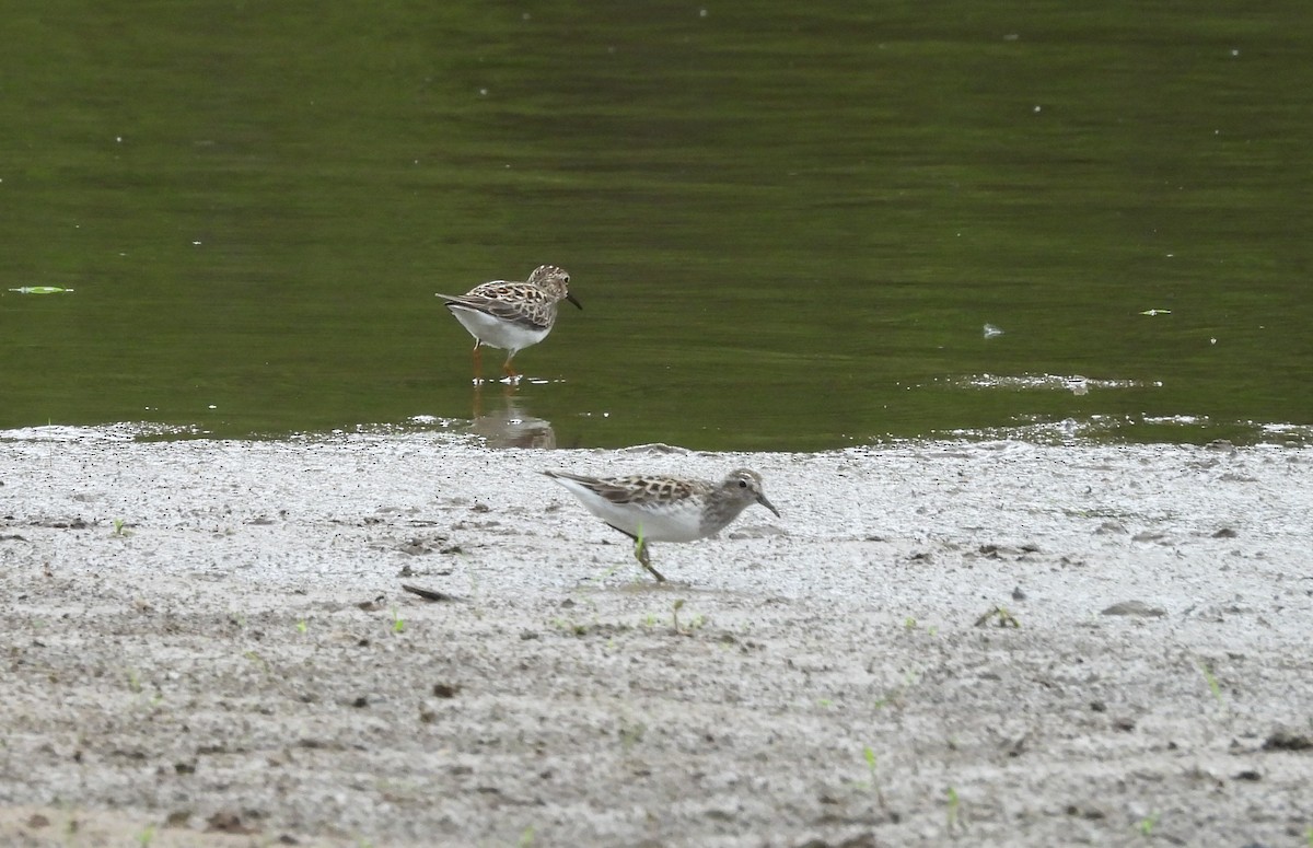 Least Sandpiper - ML618446055