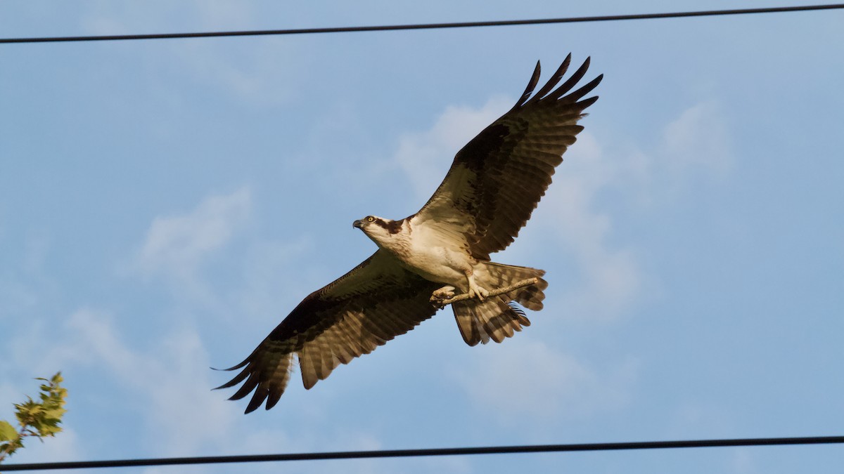 Águila Pescadora - ML618446068