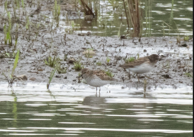 Least Sandpiper - ML618446072