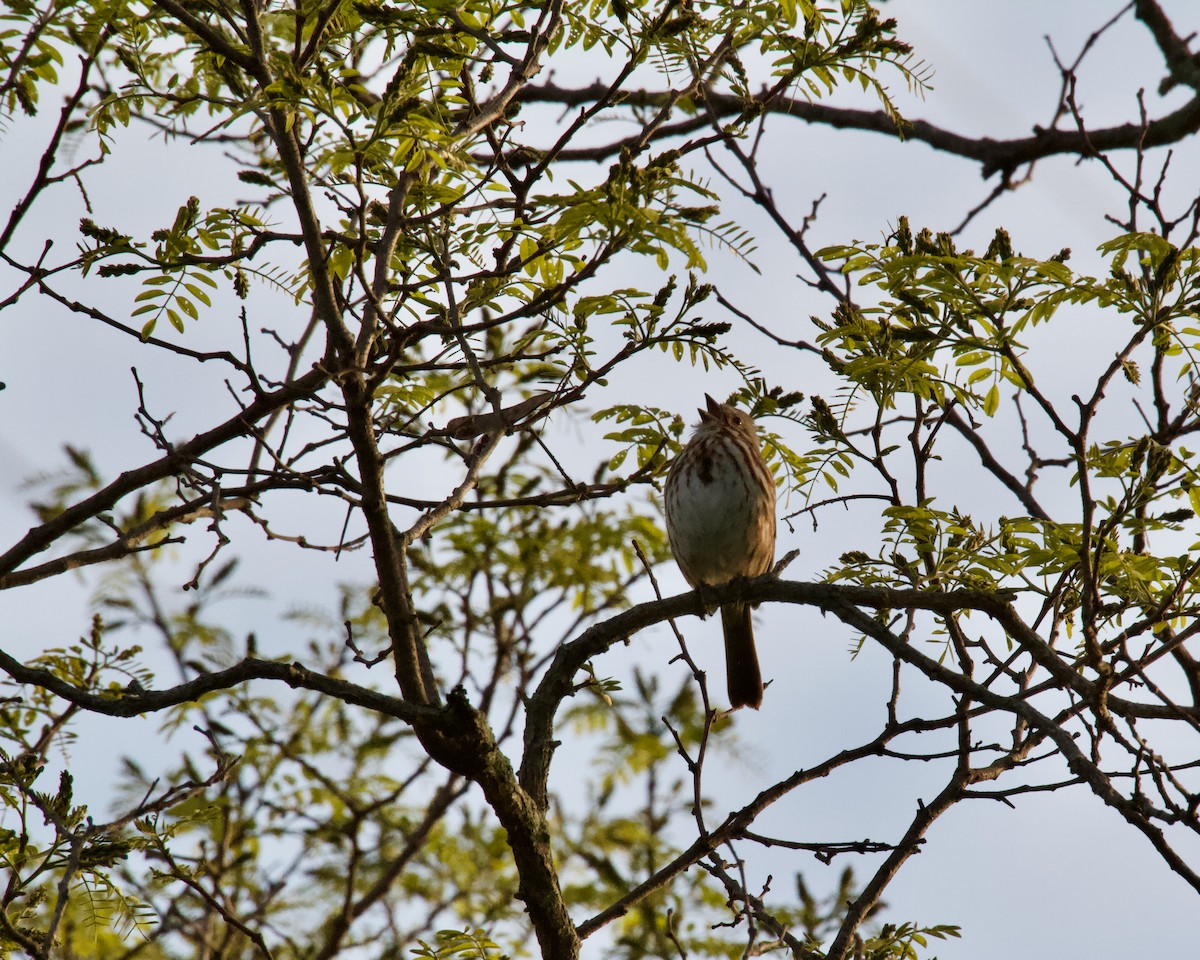 Song Sparrow - ML618446083