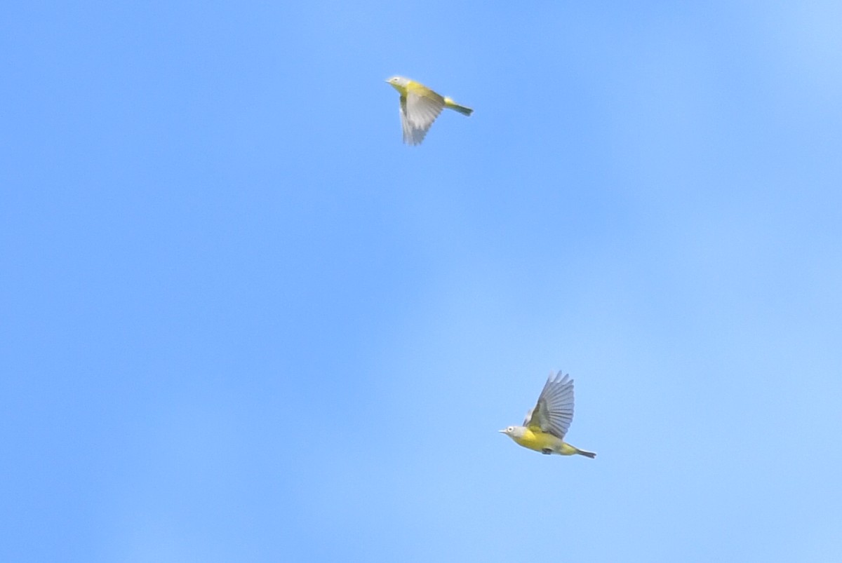 Nashville Warbler - Kiah R. Jasper