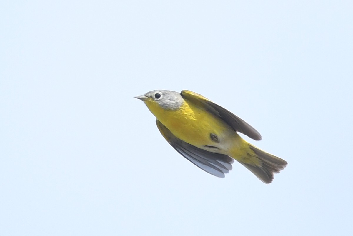 Nashville Warbler - Kiah R. Jasper