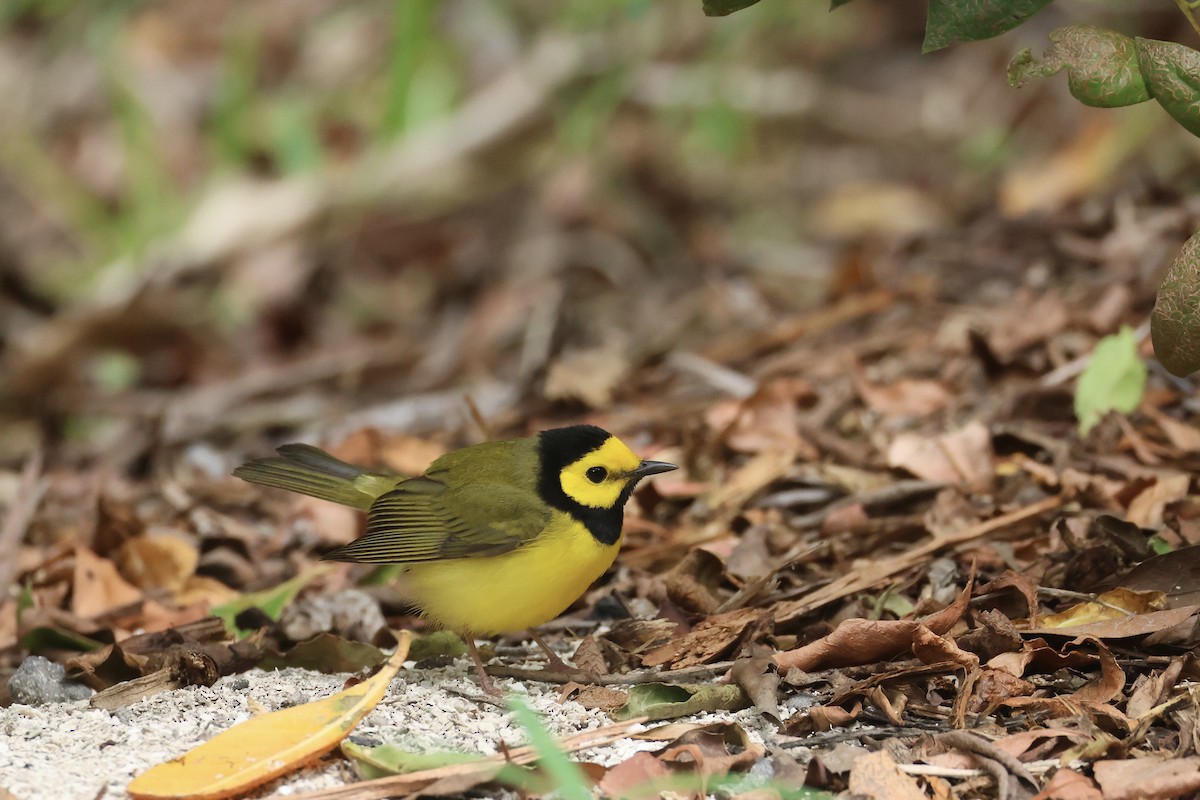 Hooded Warbler - ML618446119