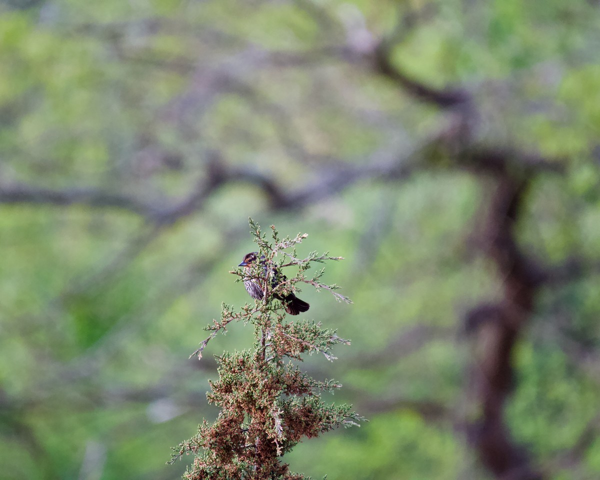 Red-winged Blackbird - ML618446122