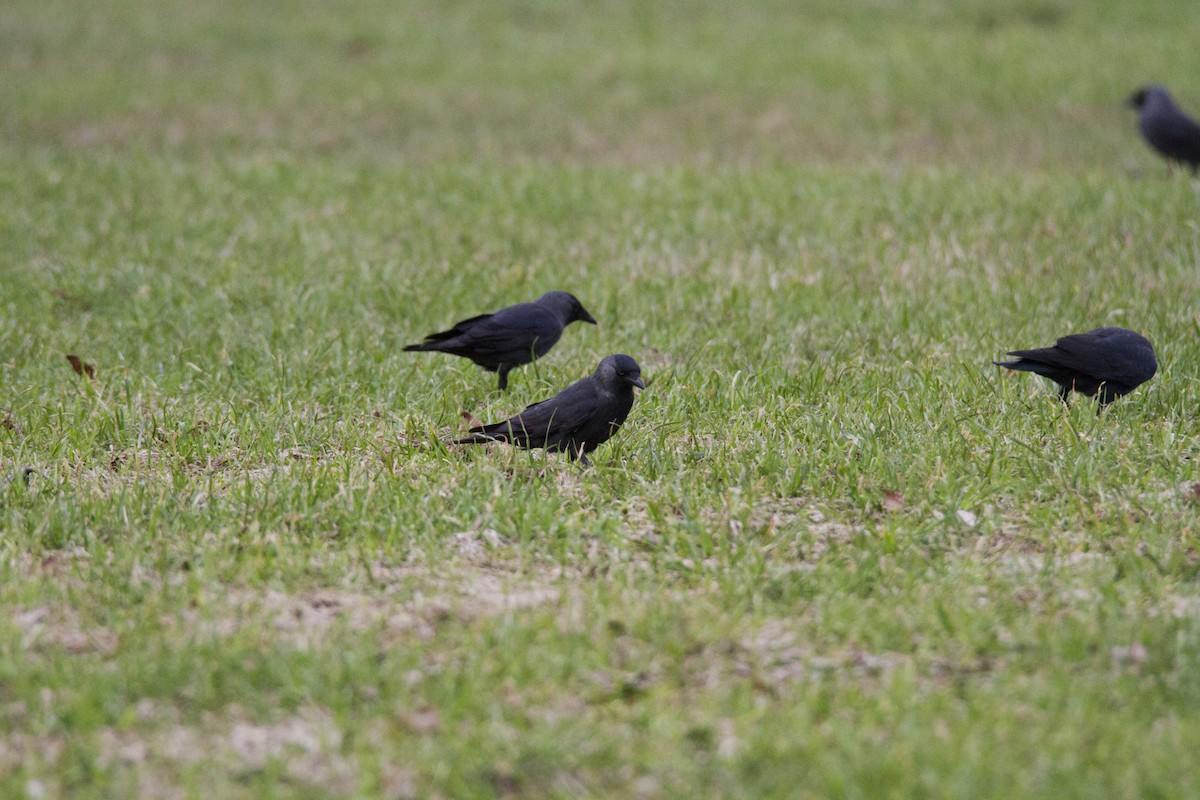 Eurasian Jackdaw - ML618446127