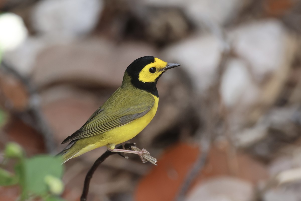 Hooded Warbler - ML618446131