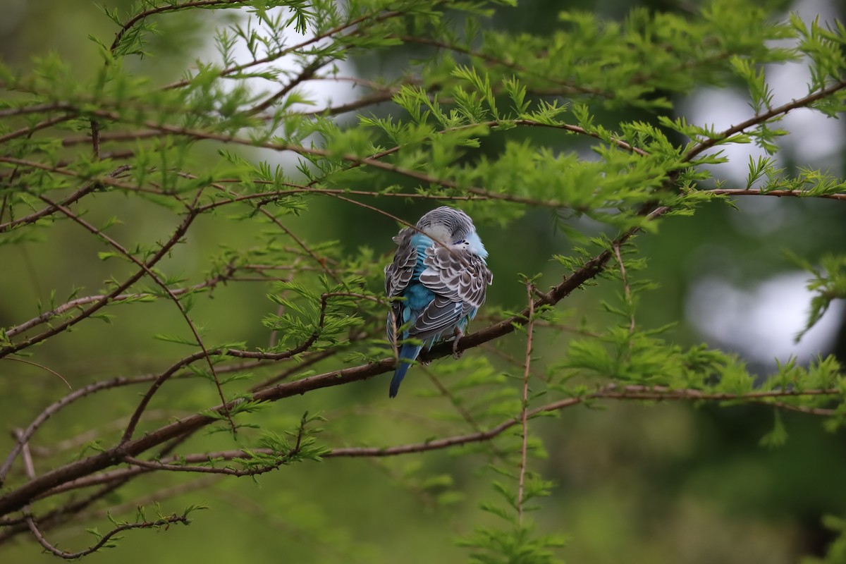Волнистый попугайчик (Одомашенного вида) - ML618446136