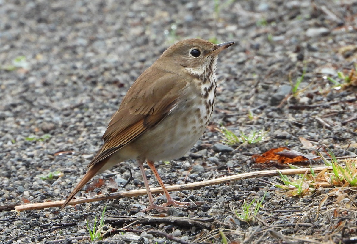 Hermit Thrush - ML618446162