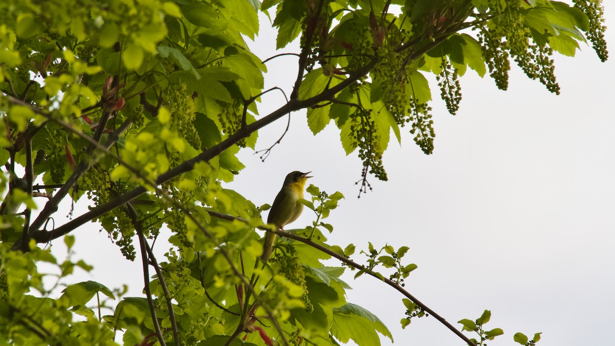 Common Yellowthroat - ML618446166