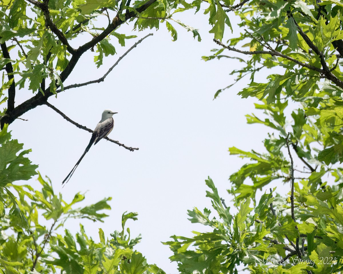Scissor-tailed Flycatcher - ML618446210