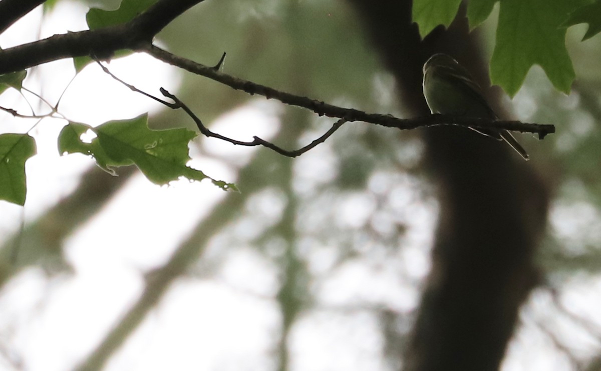 Acadian Flycatcher - ML618446215