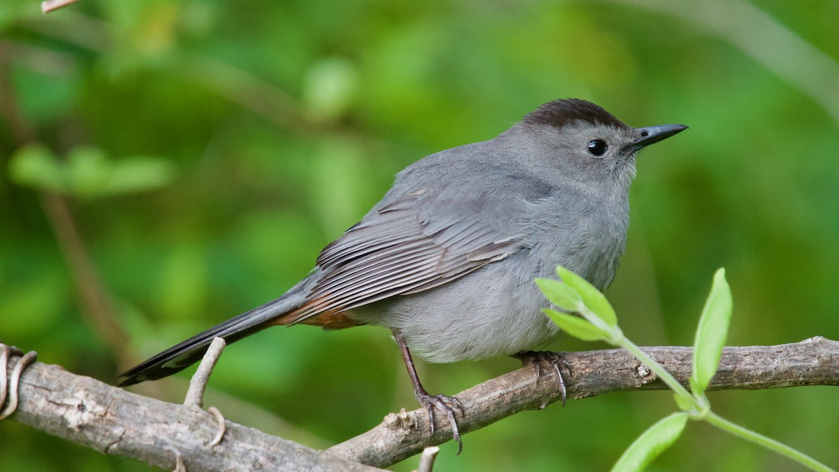 Gray Catbird - ML618446225