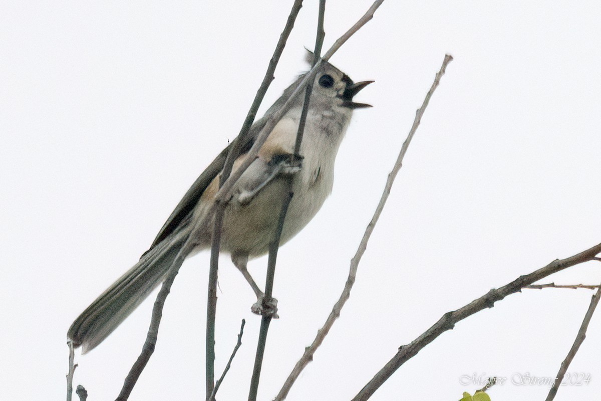 Tufted Titmouse - ML618446235