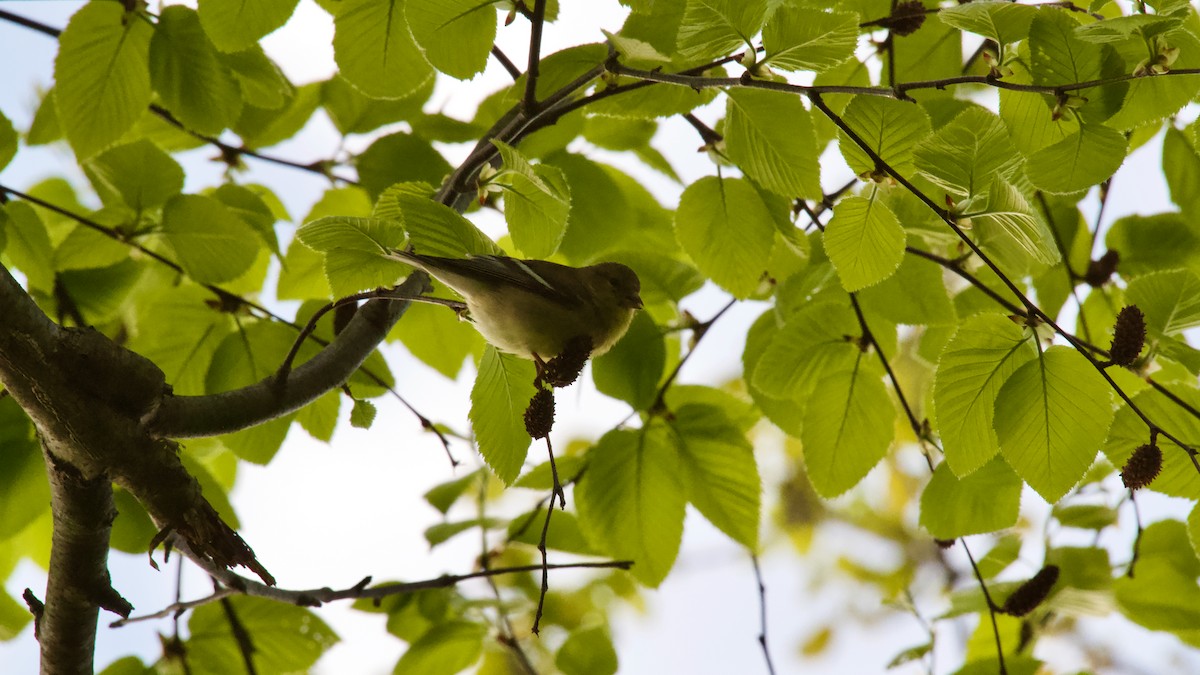 American Goldfinch - ML618446247