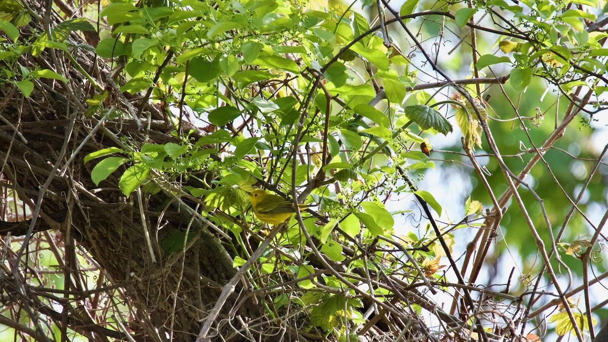 Yellow Warbler - ML618446260