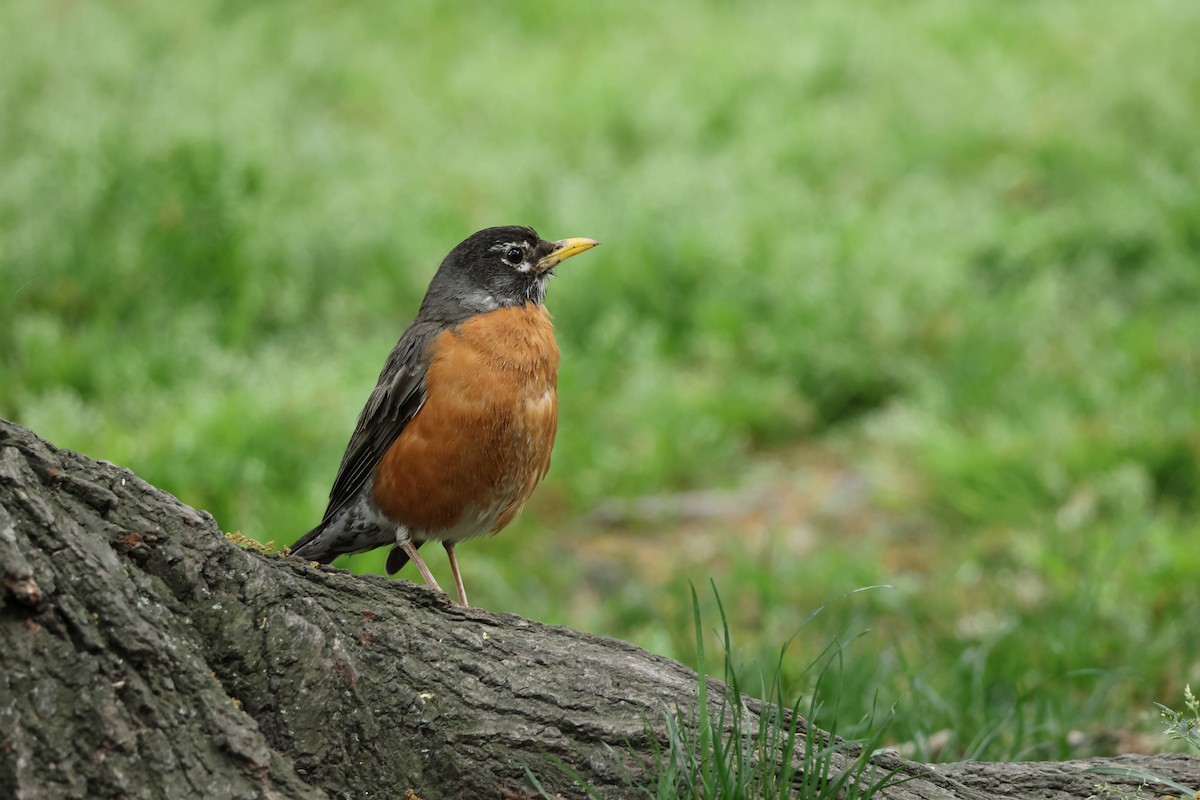 American Robin - ML618446270