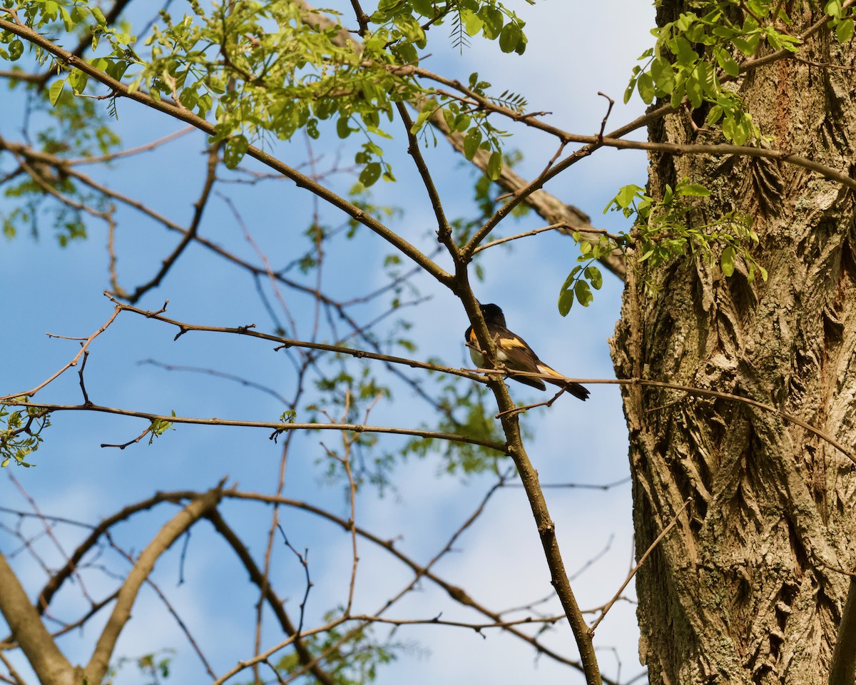 American Redstart - ML618446274