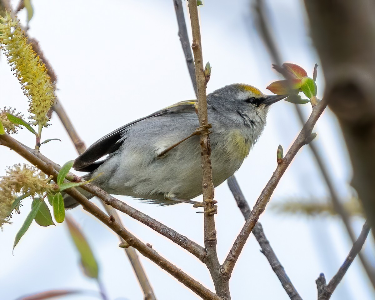 Brewster's Warbler (hybrid) - Scott and Jennifer Russom