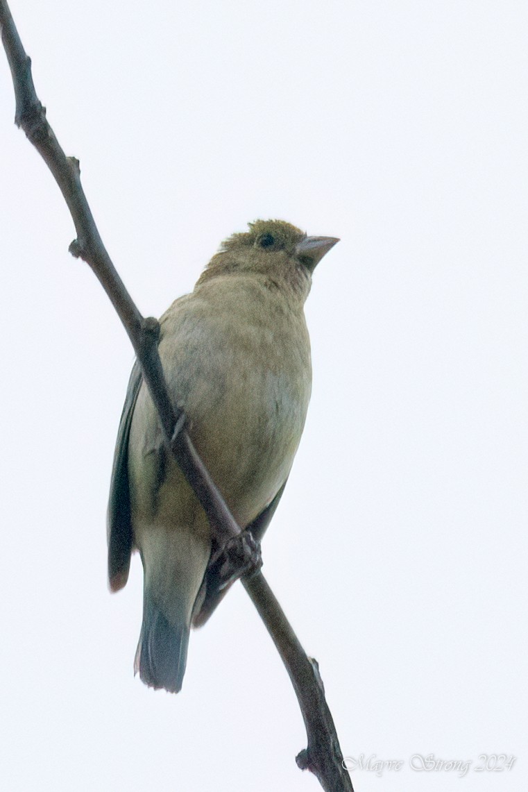 Painted Bunting - ML618446285